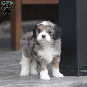 Zade, Cavapoo Puppy